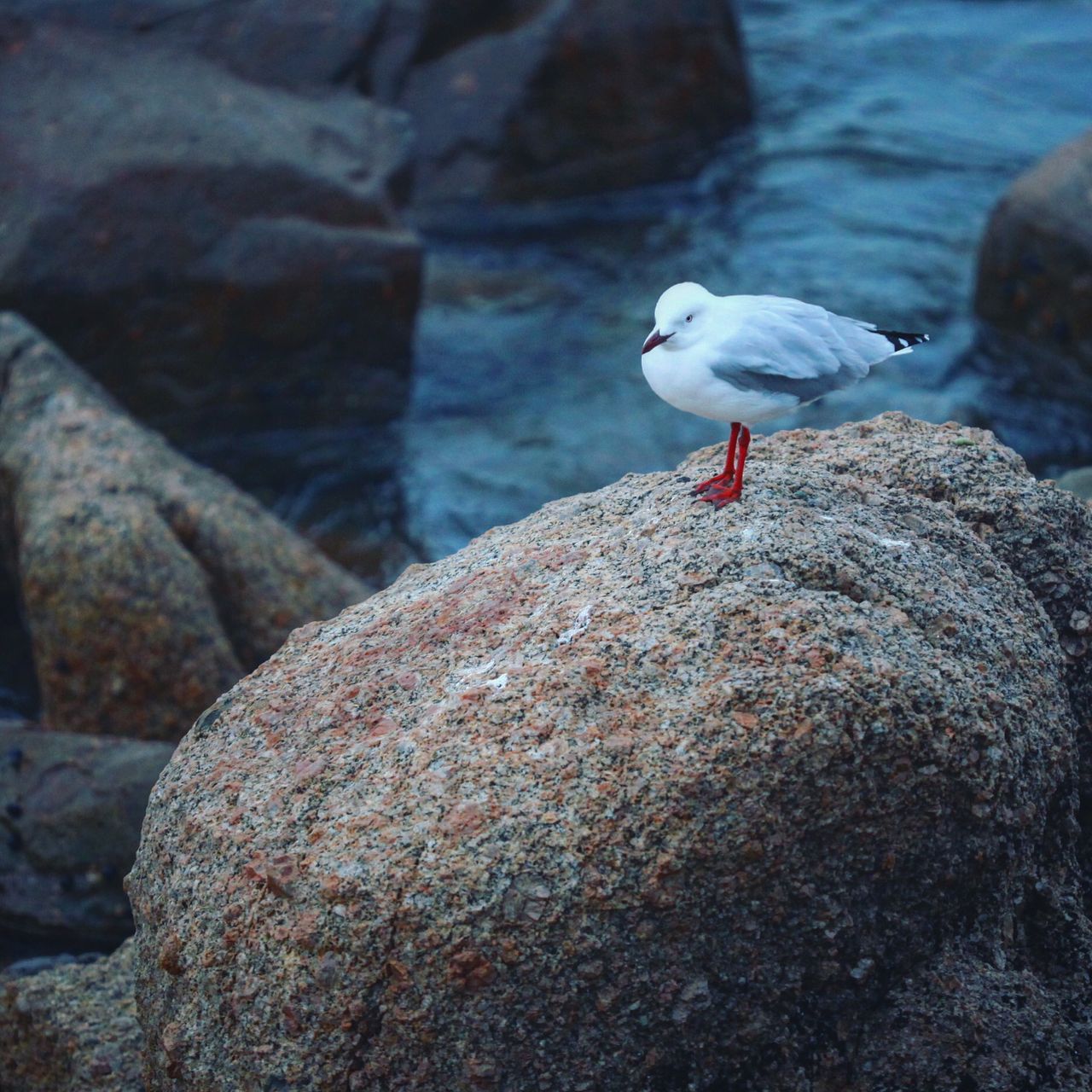 海边遍布休息的海鸥