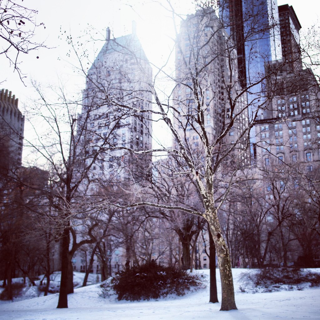 城市中的树林，看着的感觉很特别