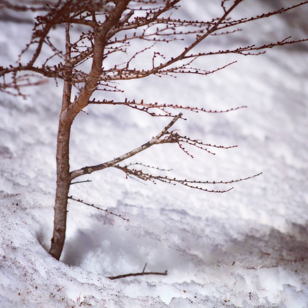 富士山上的雪还是厚厚的一层