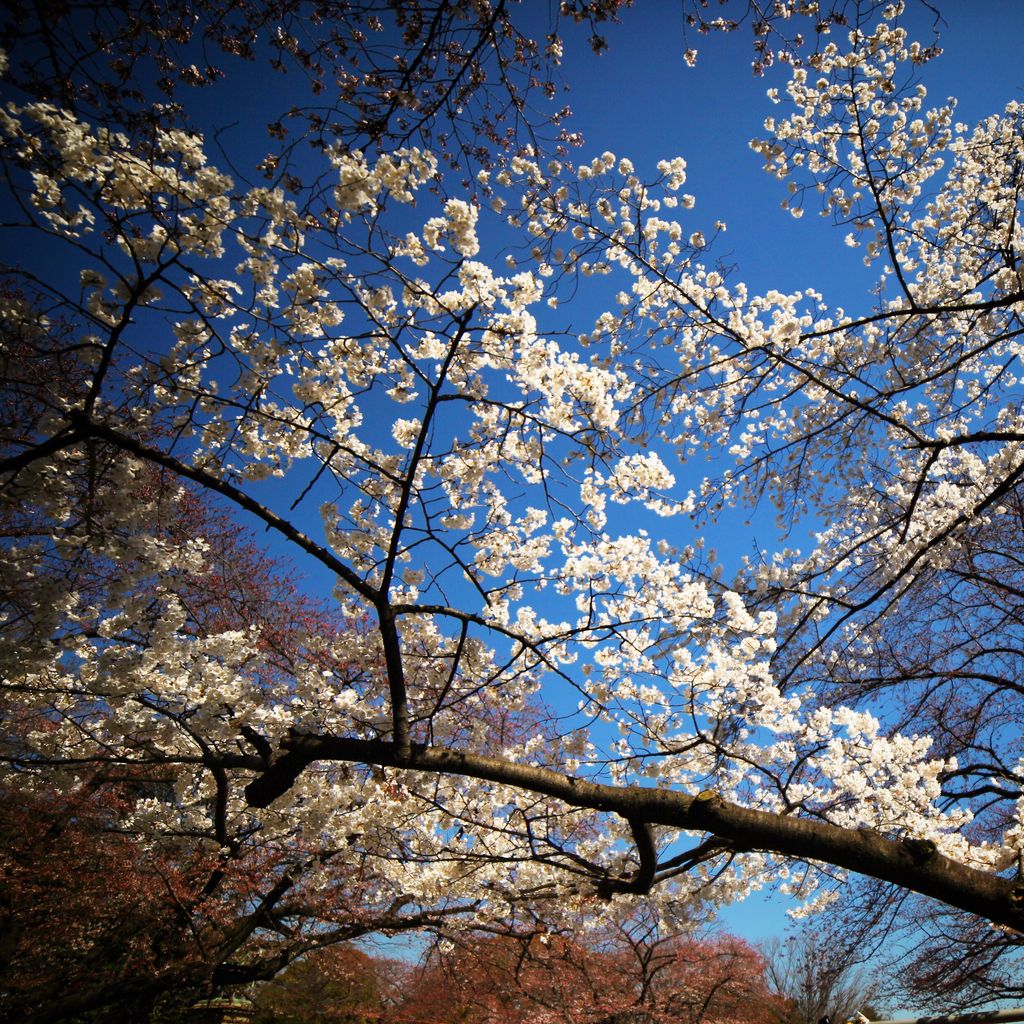 灿烂的阳光，灿烂的樱花