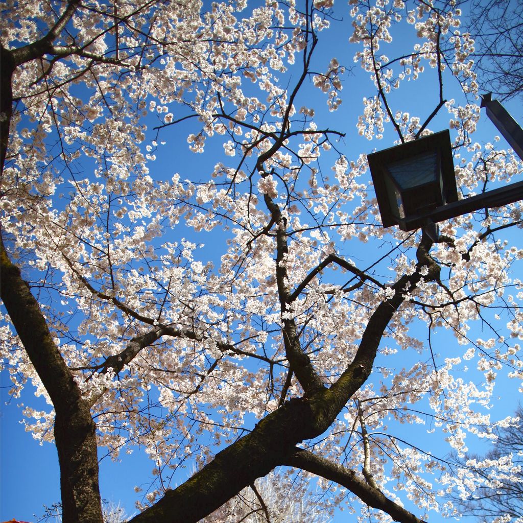 阳光穿透粉红的樱花花瓣
