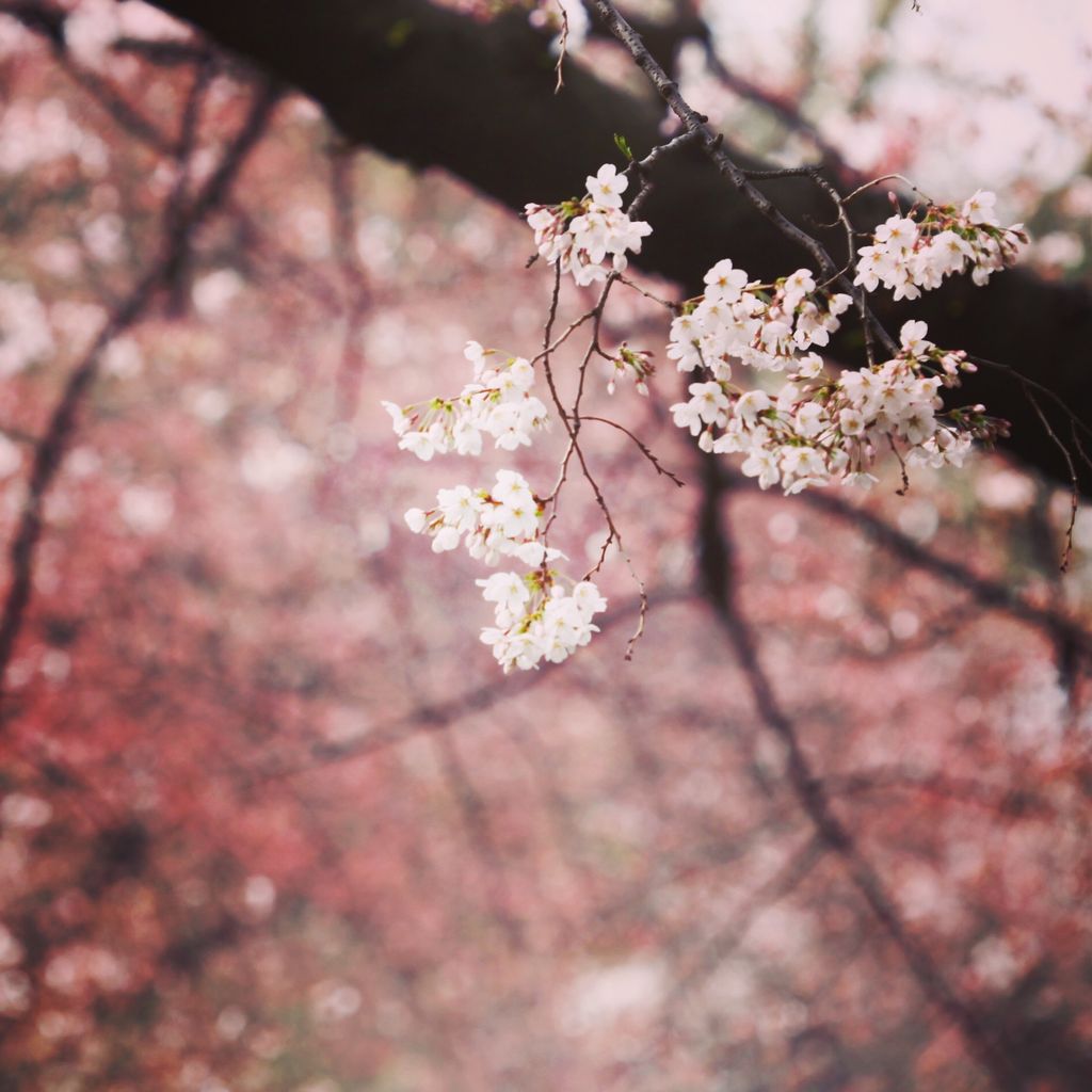 白多于绿的灿烂