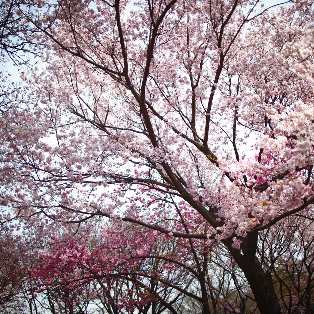 终于见到比较灿烂的樱花树