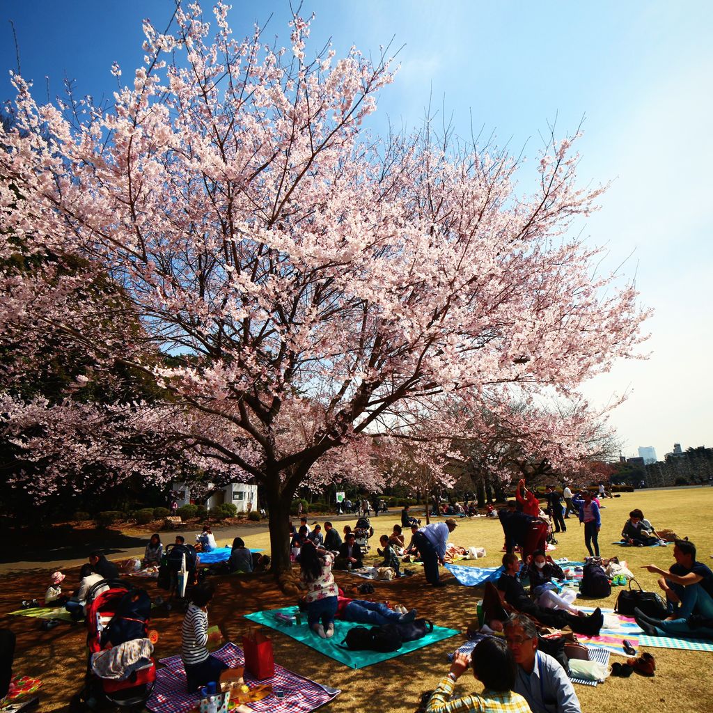 满布游人的新宿公园