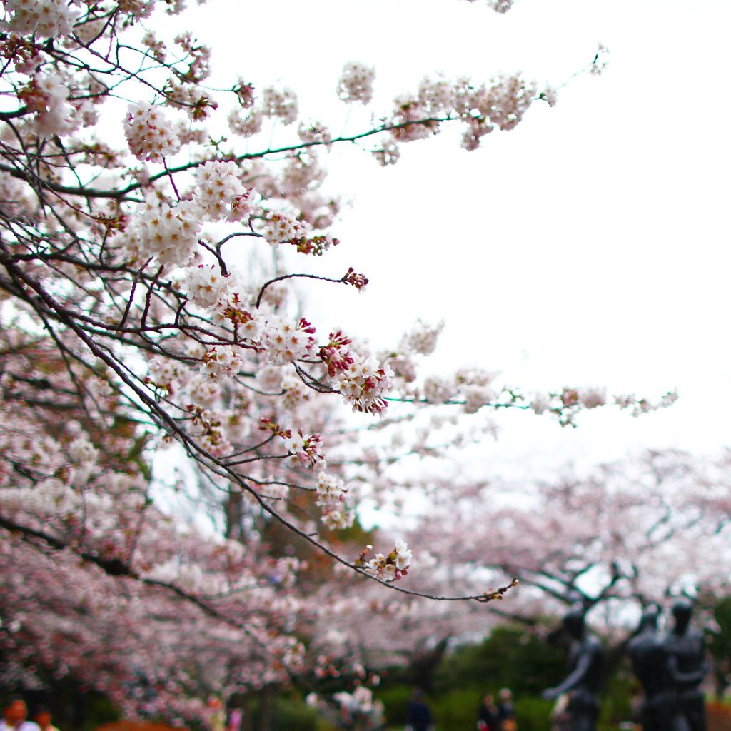 城市中到处都是白色的花海