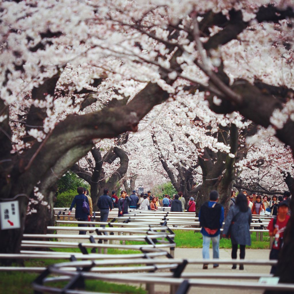 期待一阵风，期待樱花吹雪