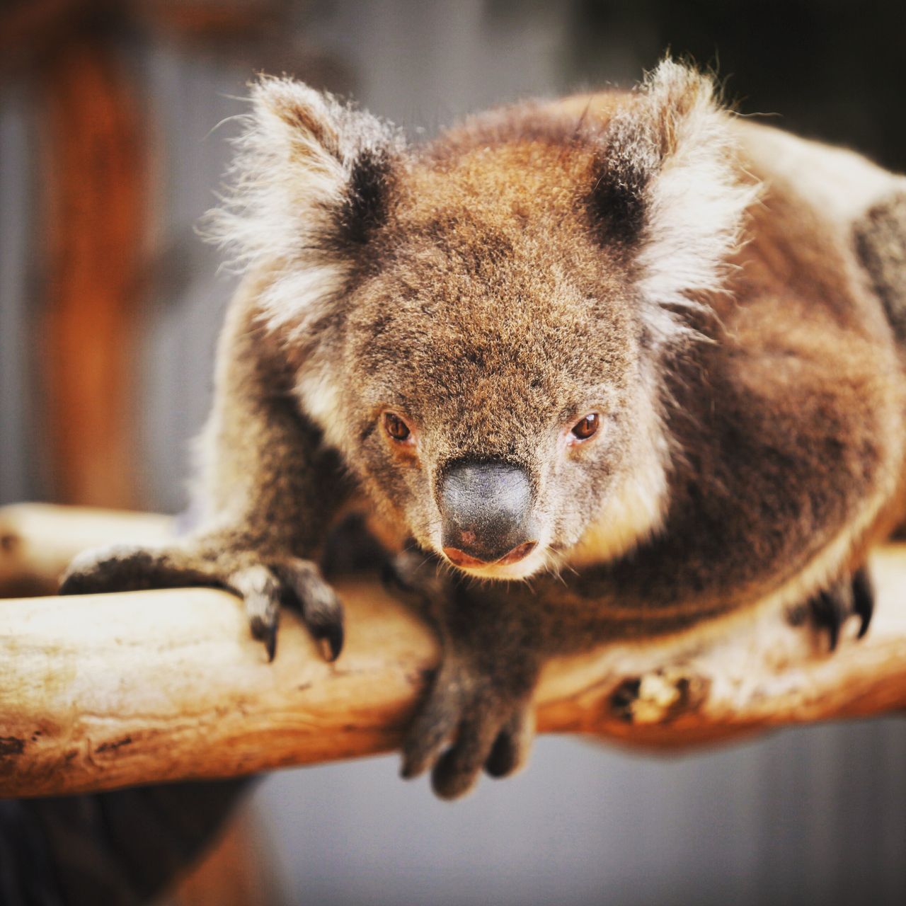 笨笨的树熊萌翻了