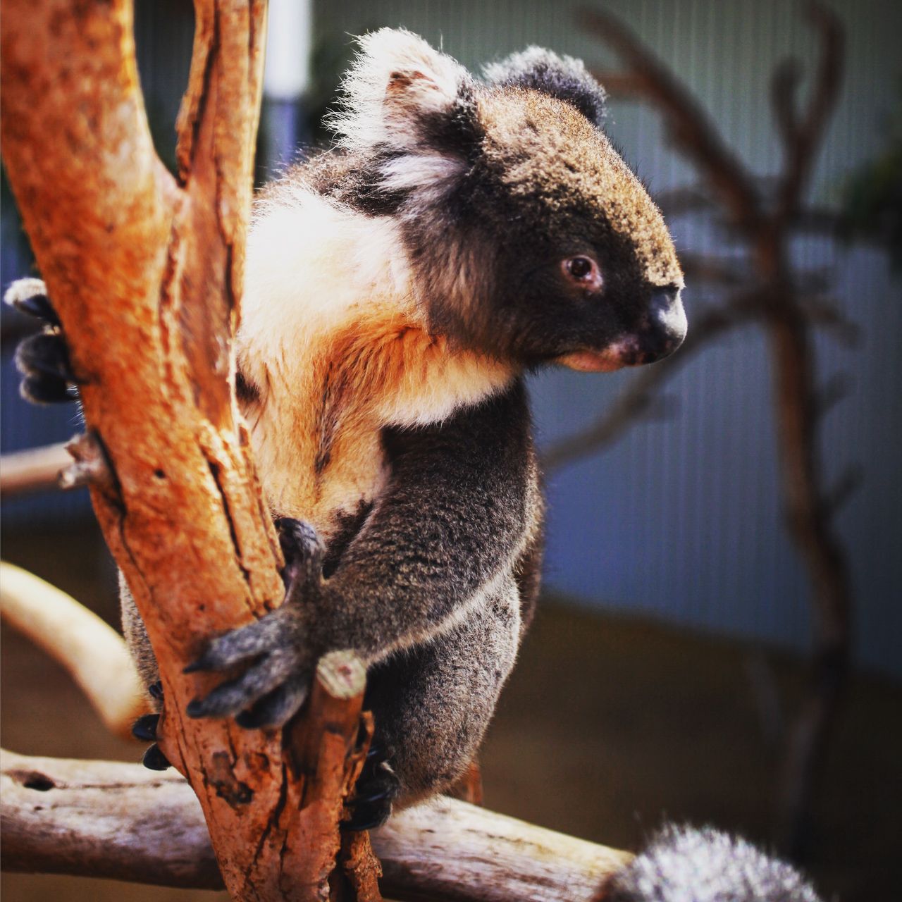 四处张望的树熊