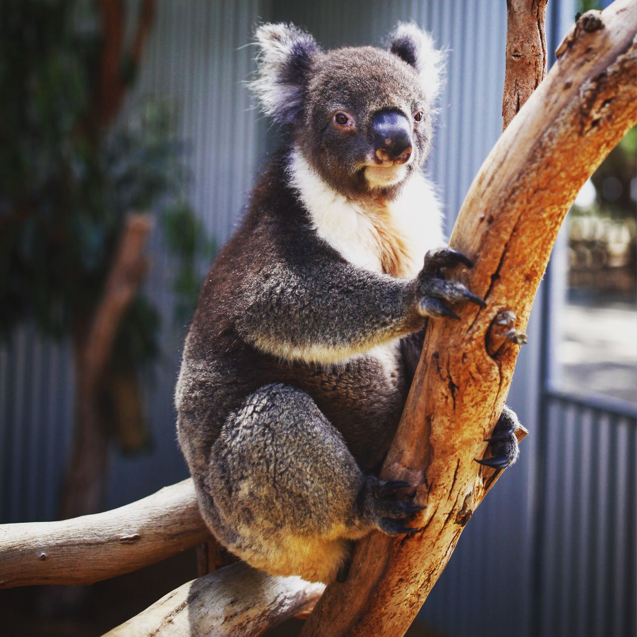 这蠢萌呆的树熊眼里恐怕只有树叶