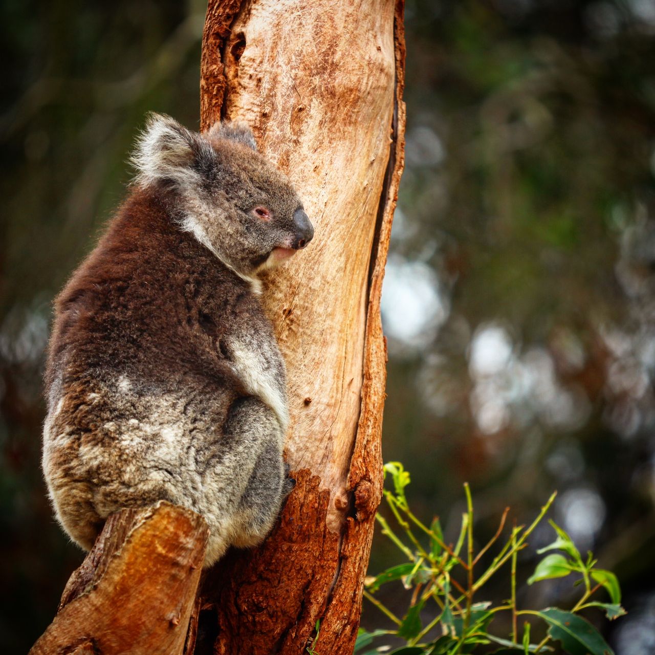 除了发呆就是发呆