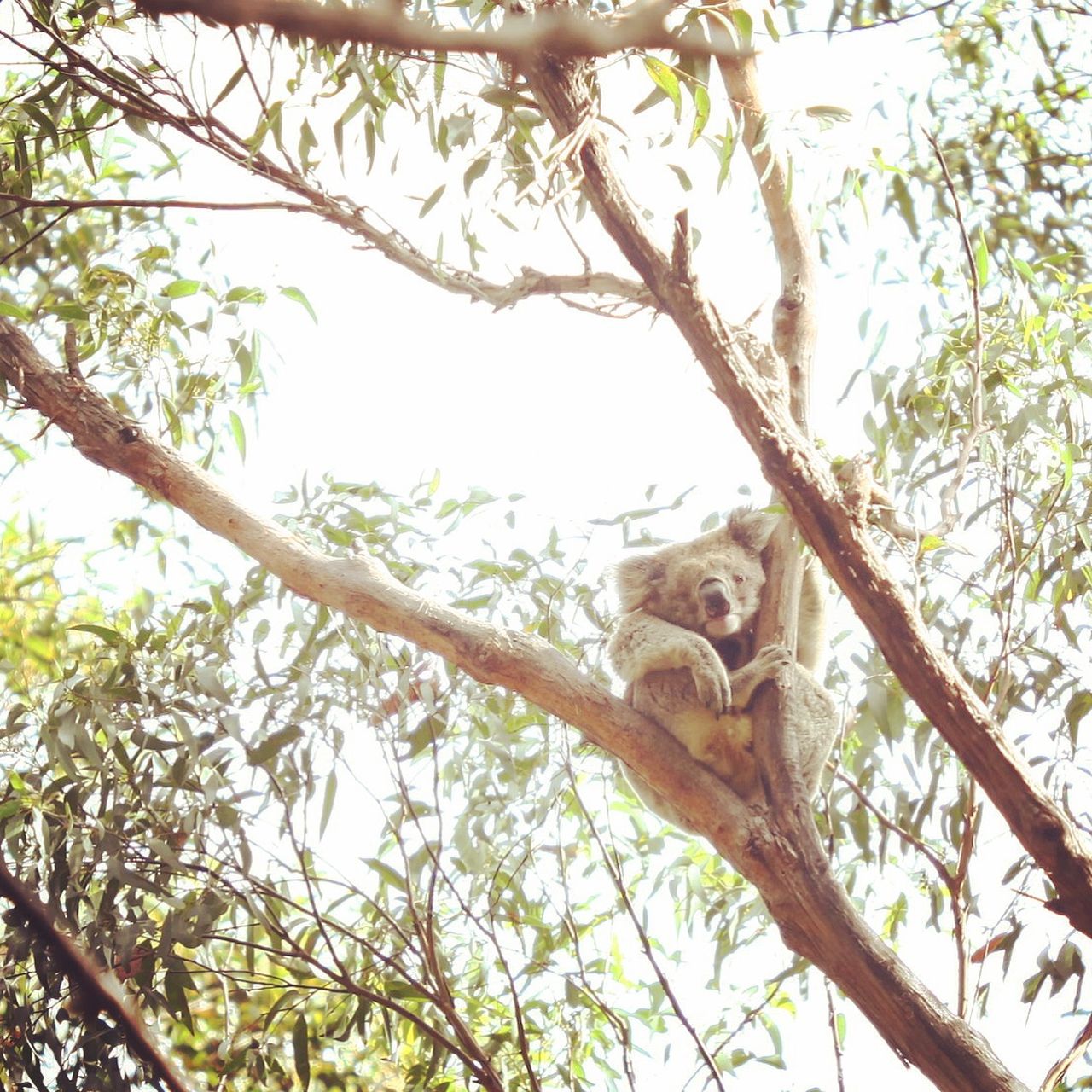 公路上见到的野生考拉