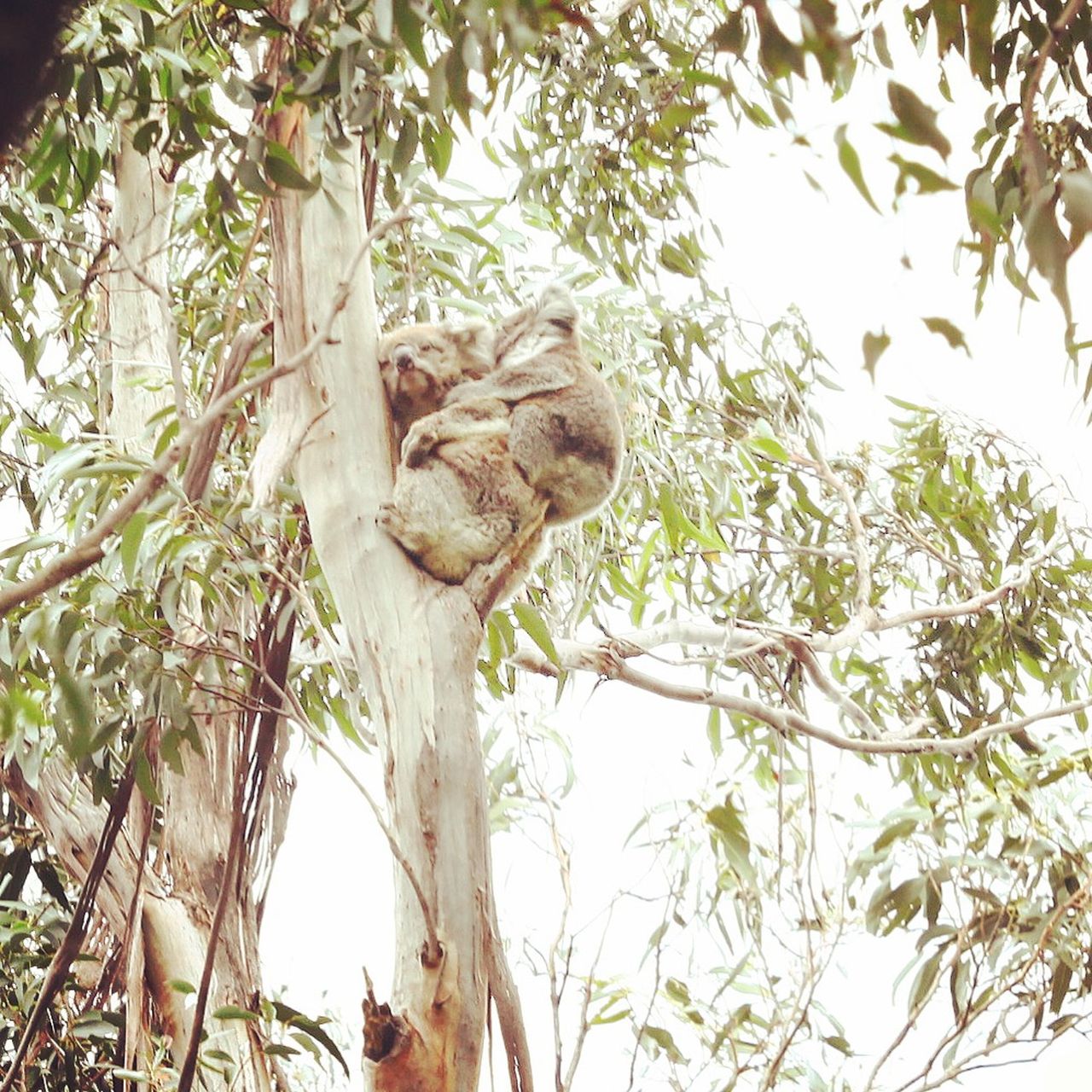 树好高,它们也睡得好香