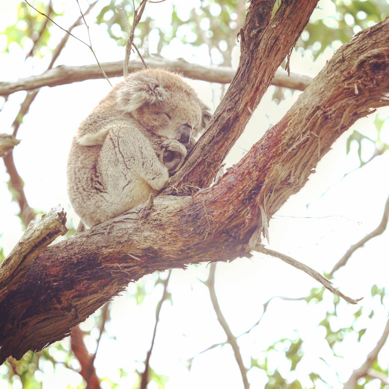 就喜欢抱成团状
