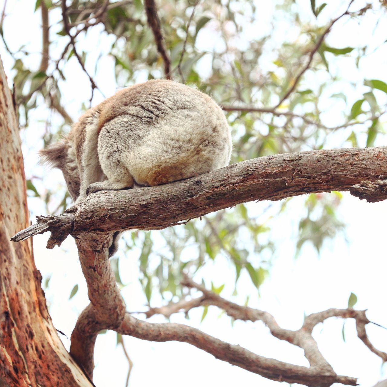 好大的一个屁股