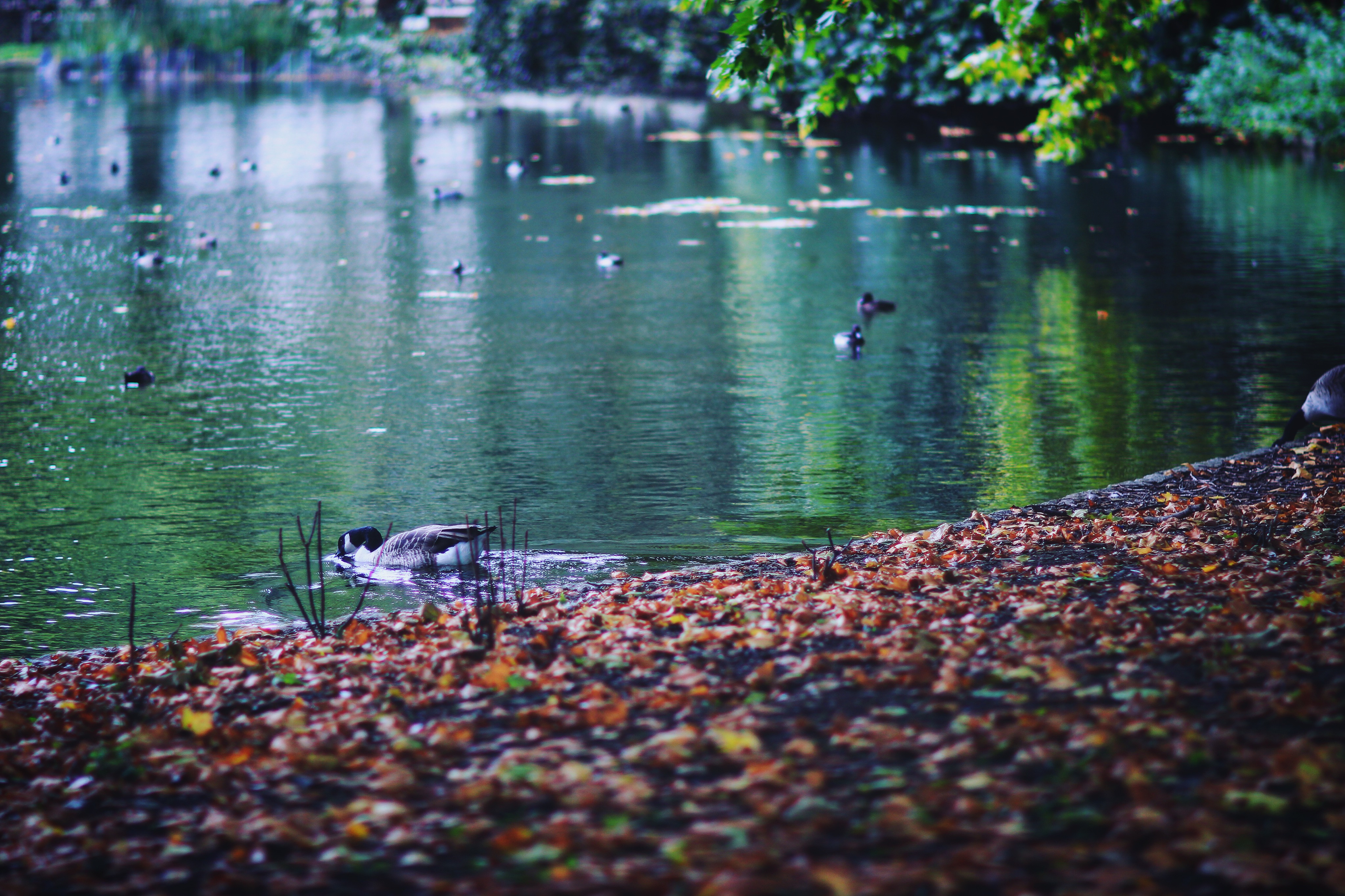 白金汉宫旁边的皇家公园,保育的非常好,小动物全部都不怕行人的