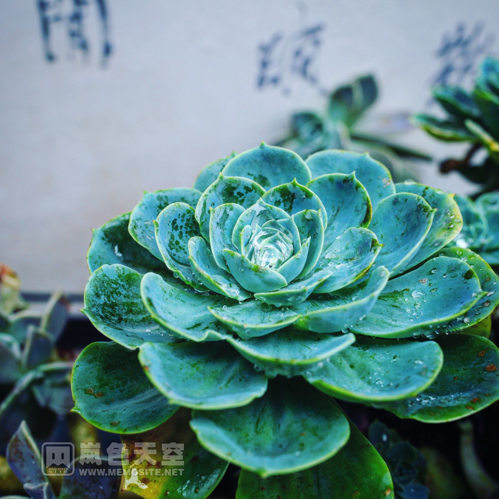 这是个只种花不上香的佛门净地,因其栽种了很多品种的多肉植物和精巧的花园一样的庭院而成了网红。