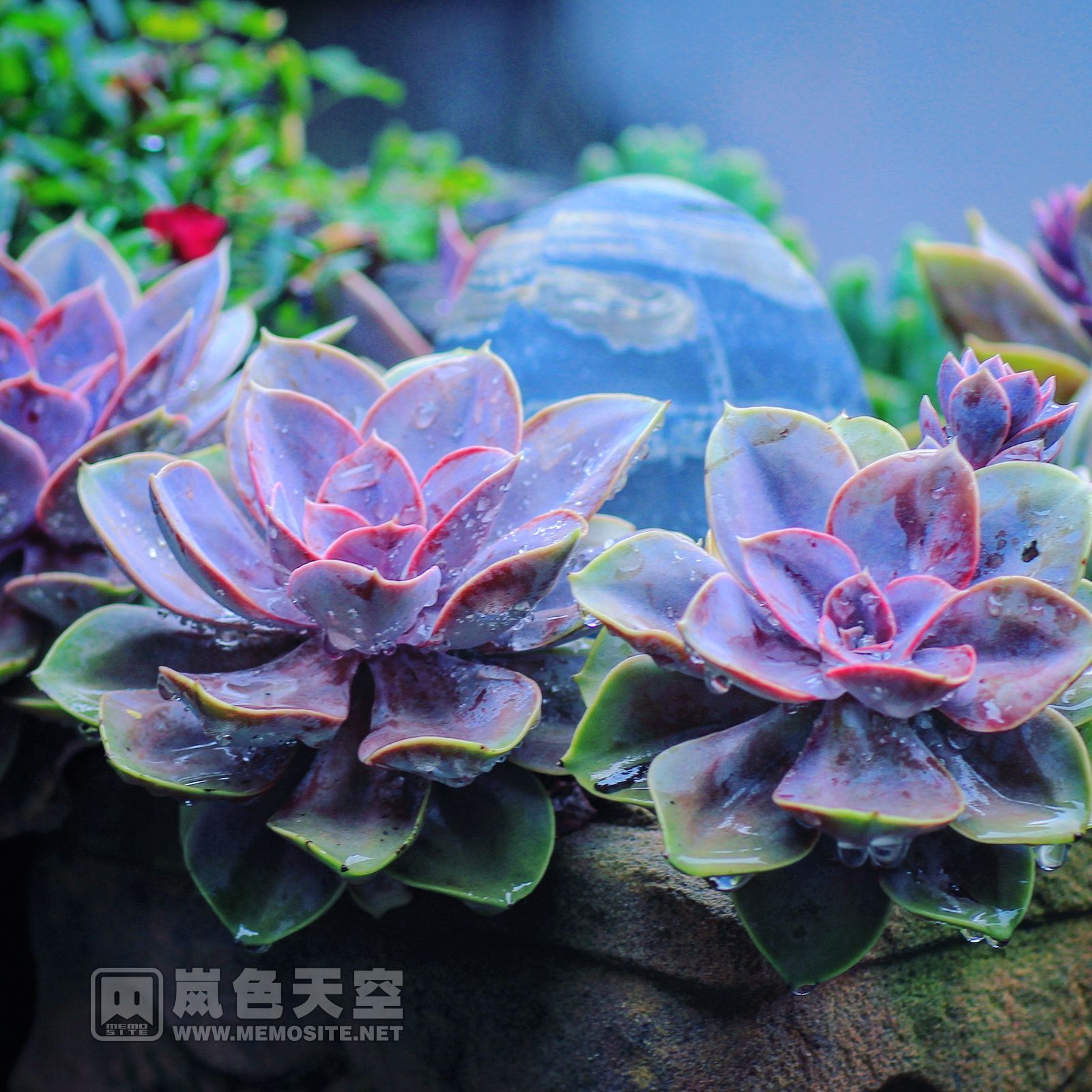 佛教最讲究的是香火鼎盛,但在寂照庵里,却见不到香火兴旺