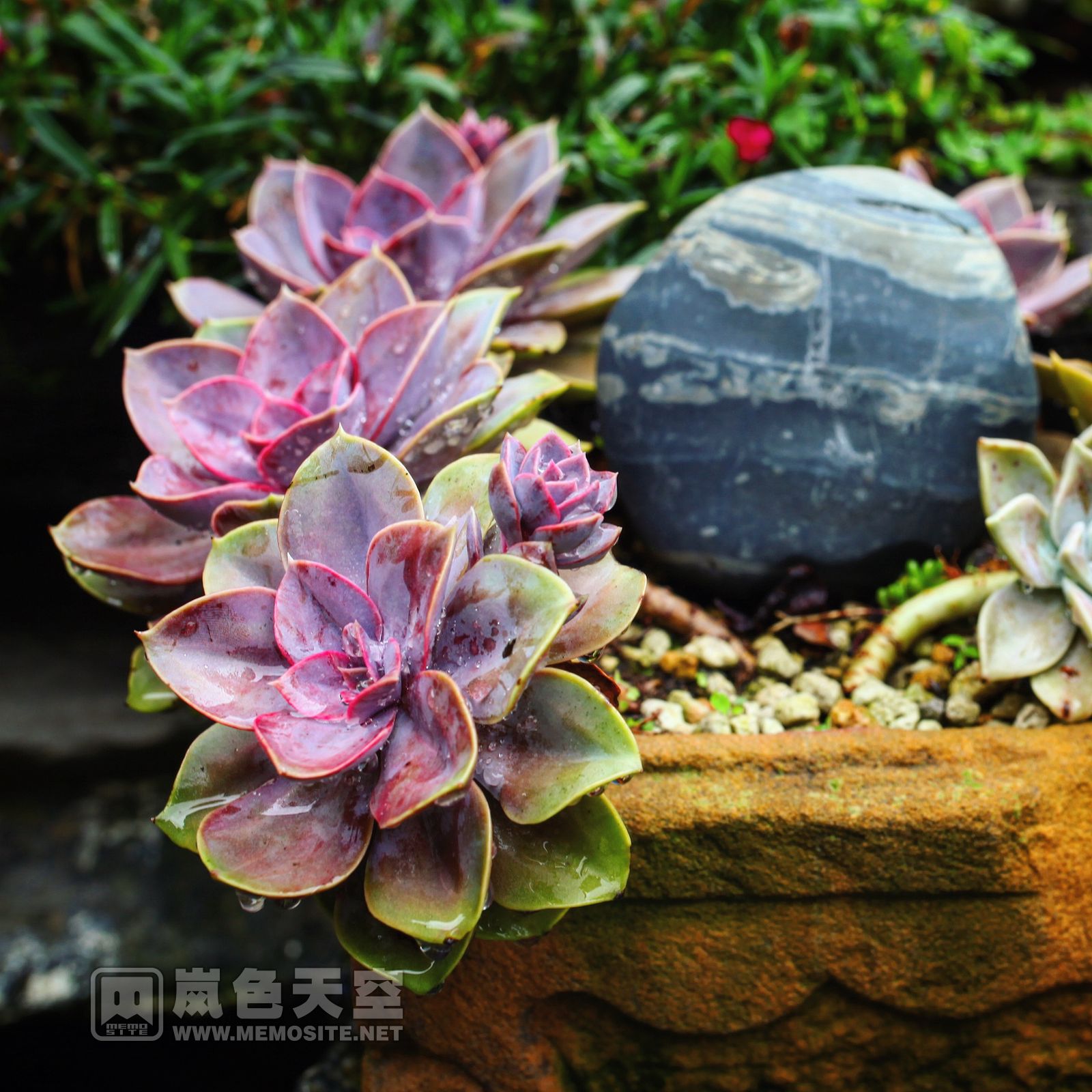 各式各样的多肉植物,像是充满了春天气息的艺术花园。没有喧闹、没有烧香烟火