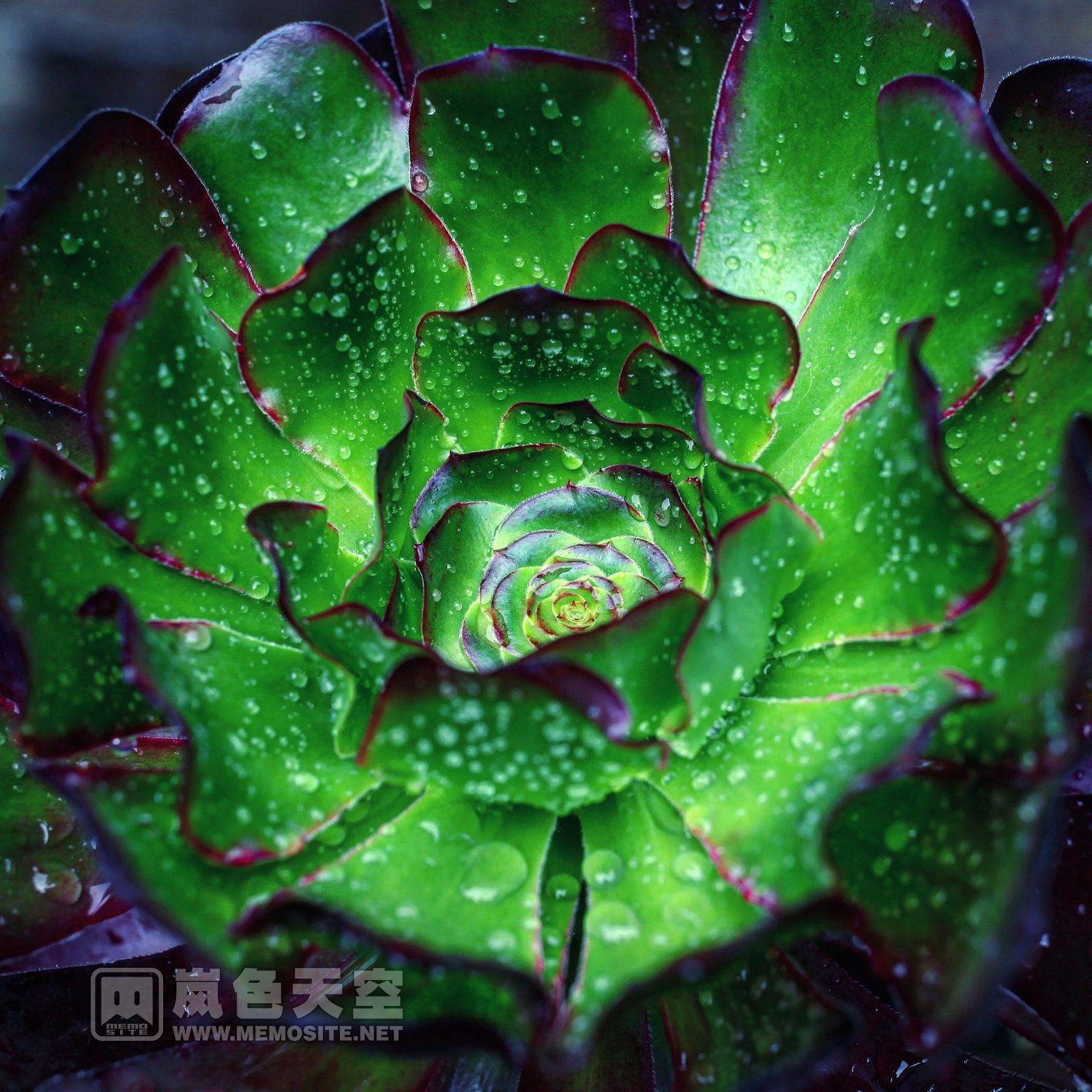 一花一世界、一叶一菩提
