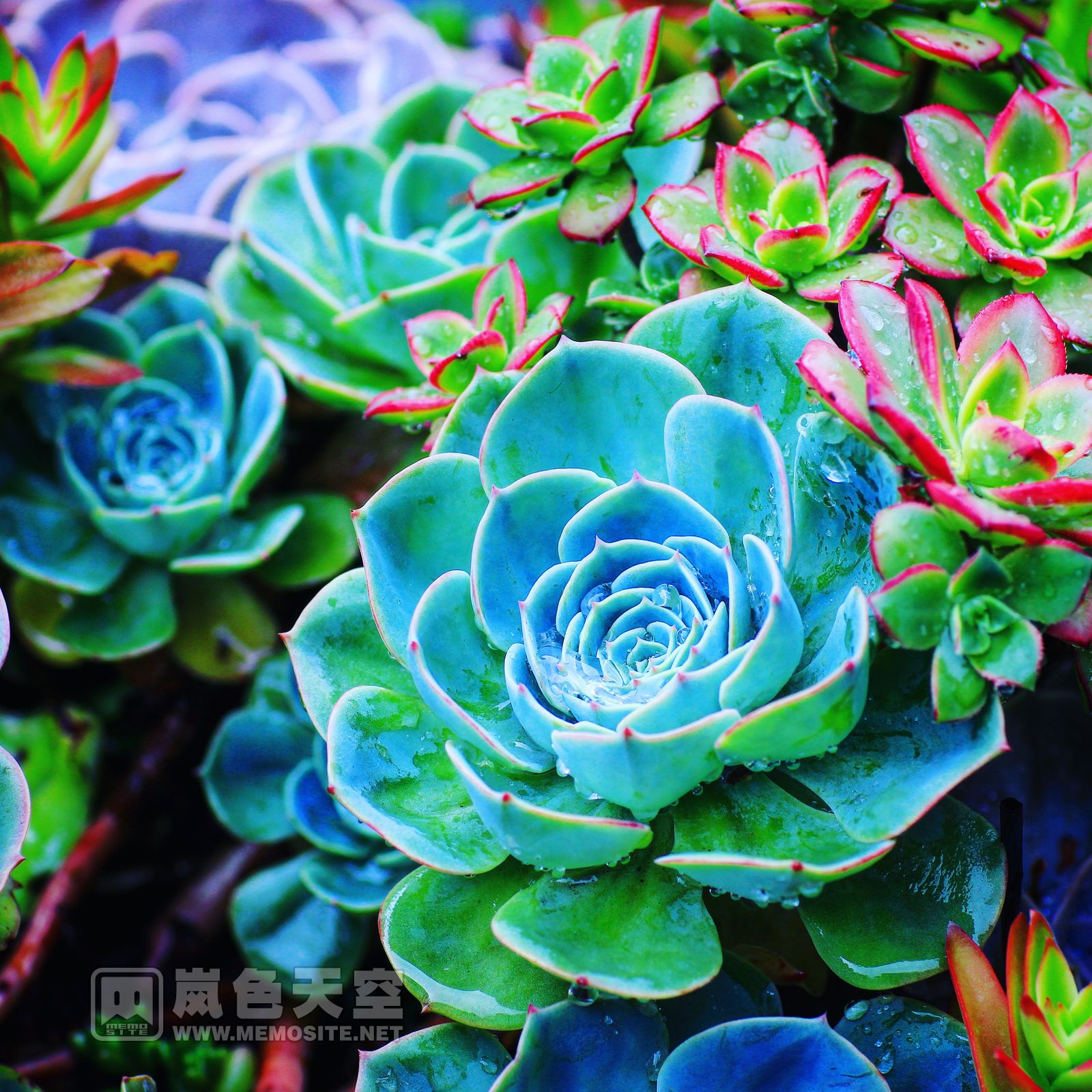 妙慧法师把禅意与美学融合到一起,把修行自己与展示佛门融为一体,她付出了心血和智慧,也赢得赞誉和人心