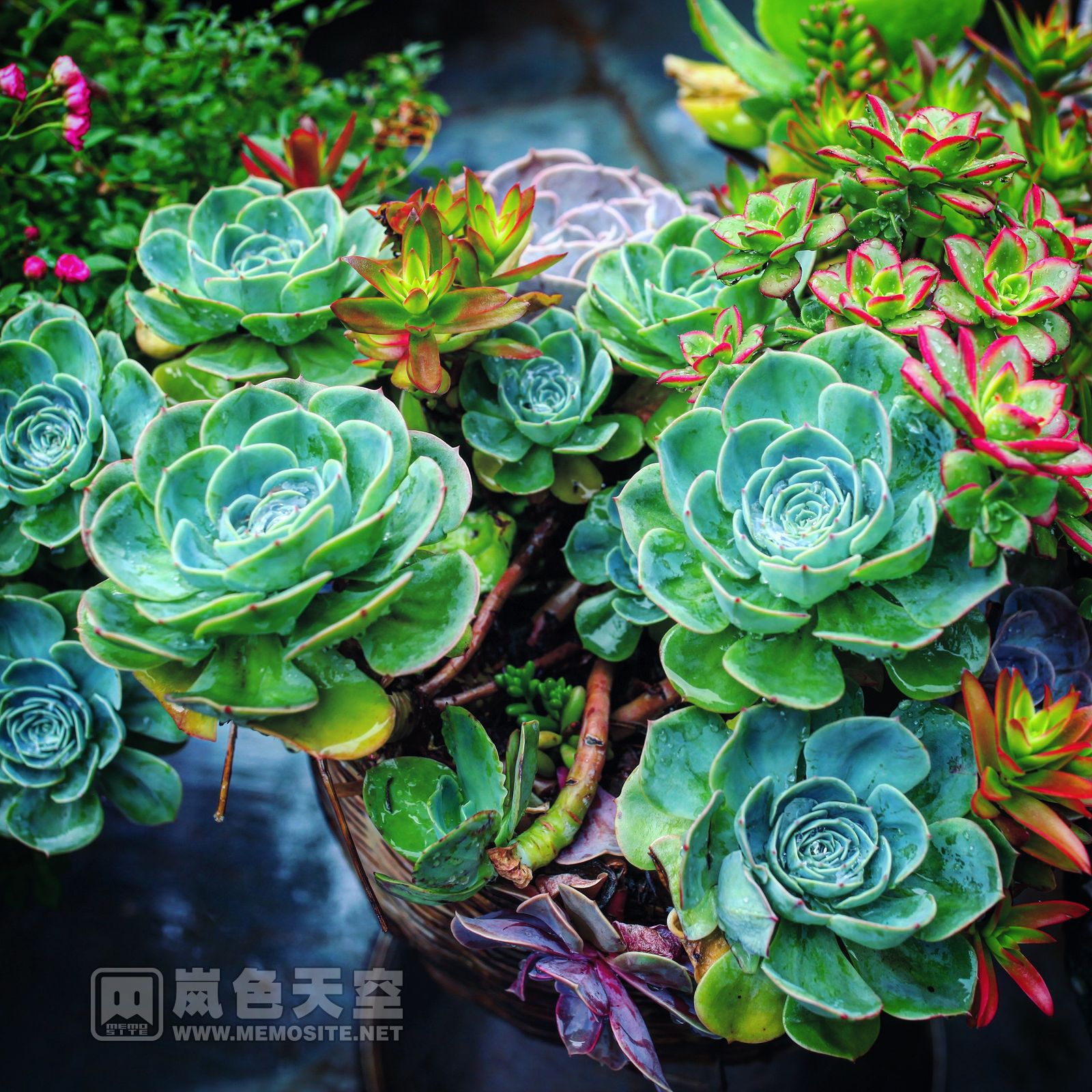 庵门上“寂照庵”便是他所题。寺院周围树木成荫环境幽静,处处透着是清新淡雅的气息