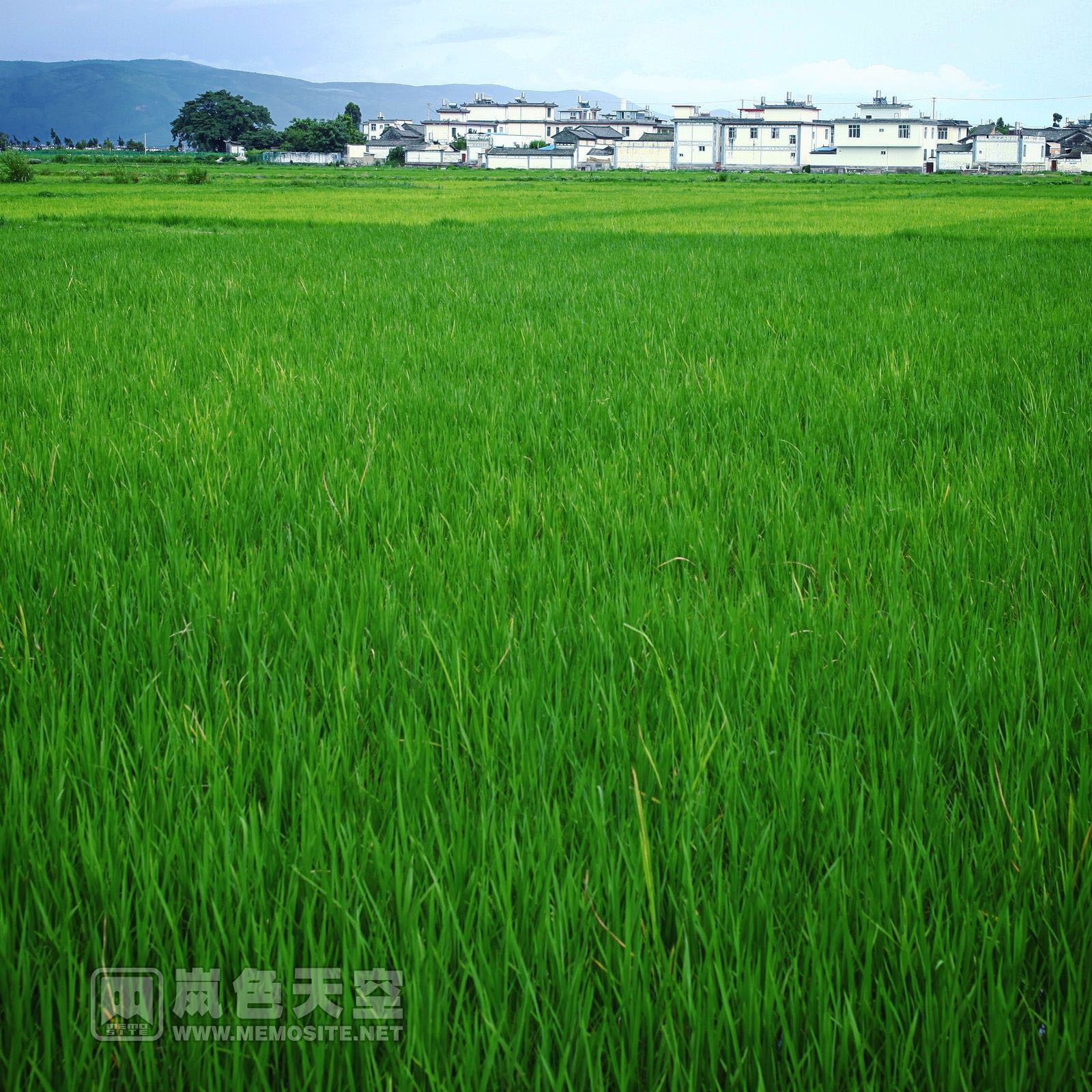 一大批青翠的和田