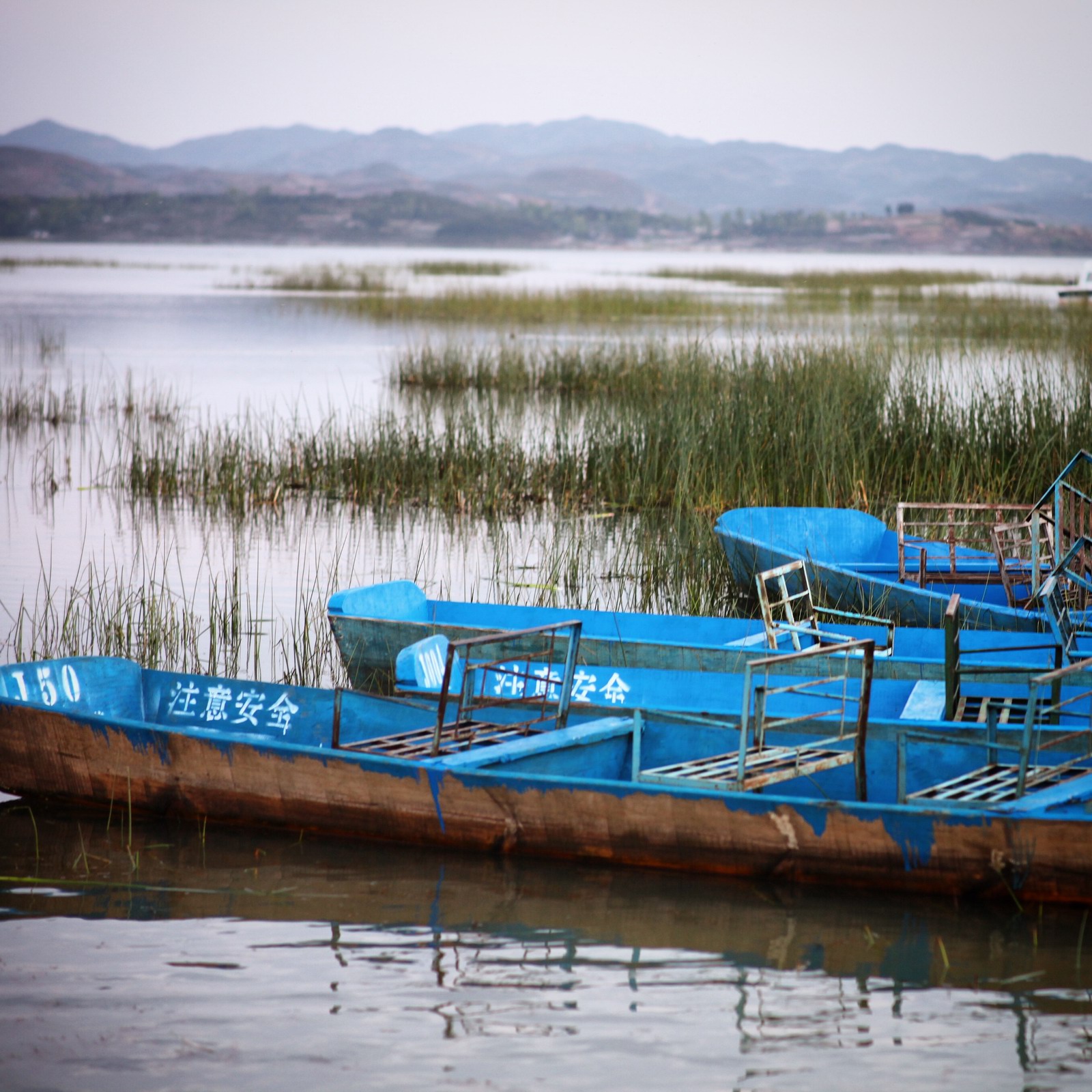 如果满满的都是草，会是如何一番景色呢？