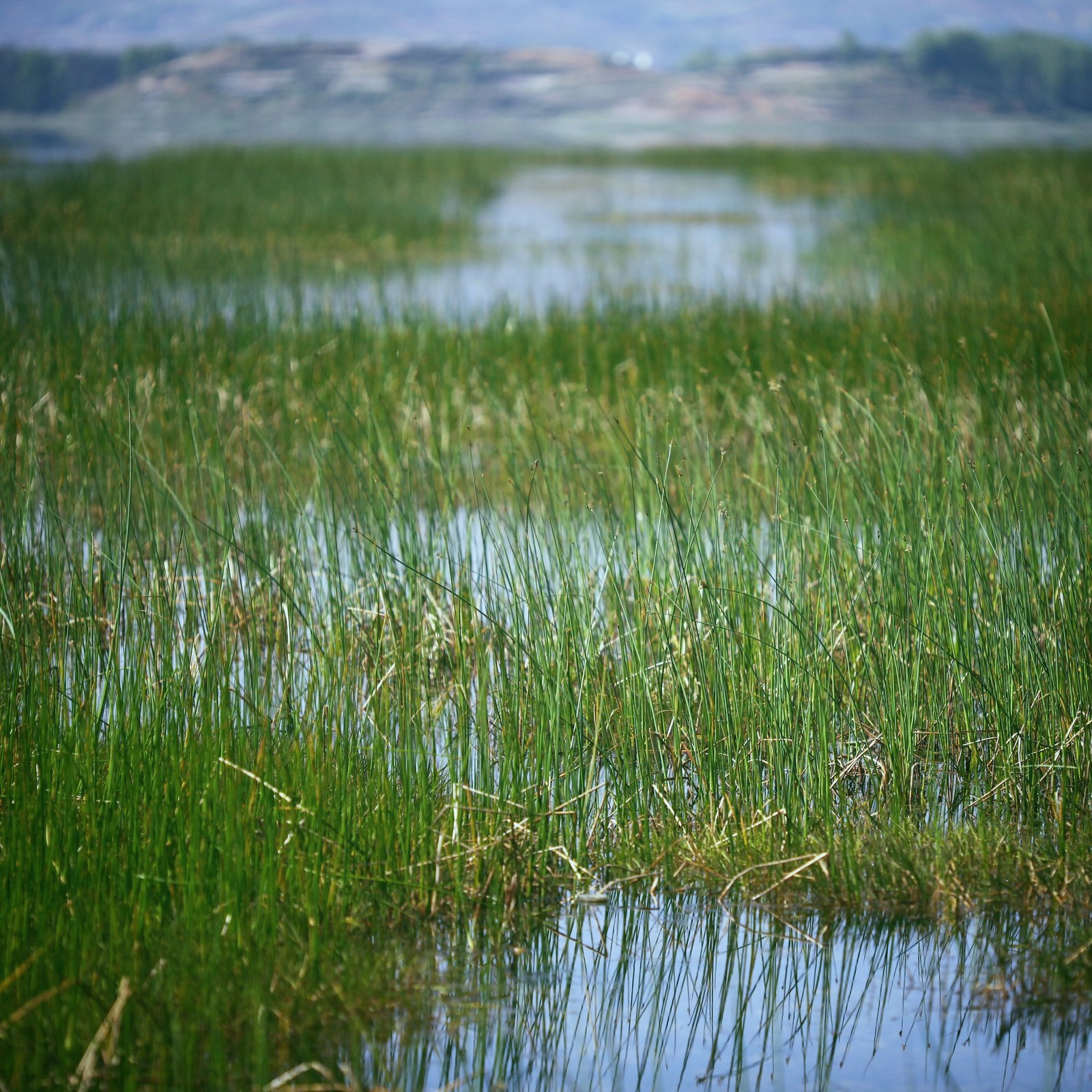 虽然还不算很茂盛，但比起昨天的已经满意很多了