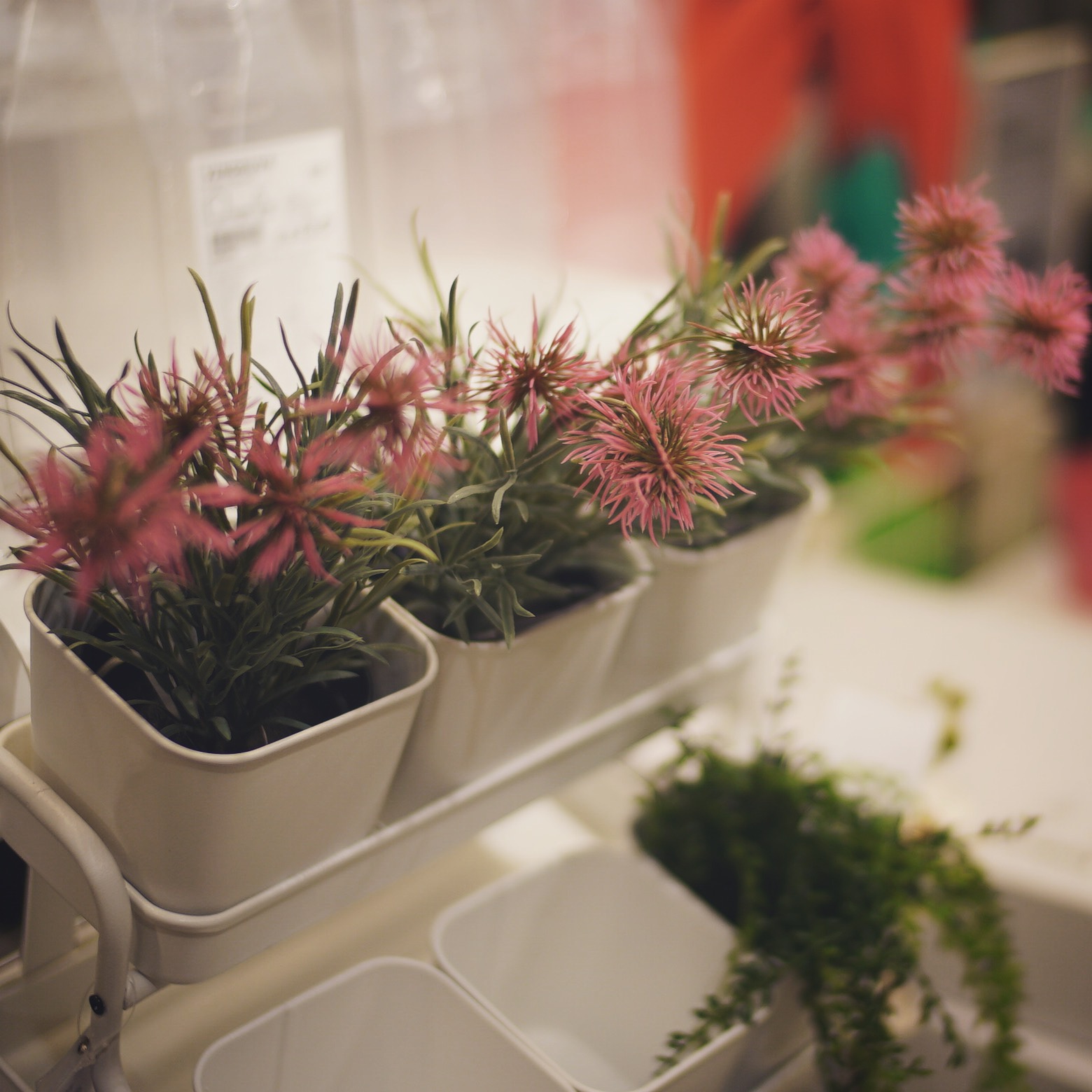 自己养不活的花花草草