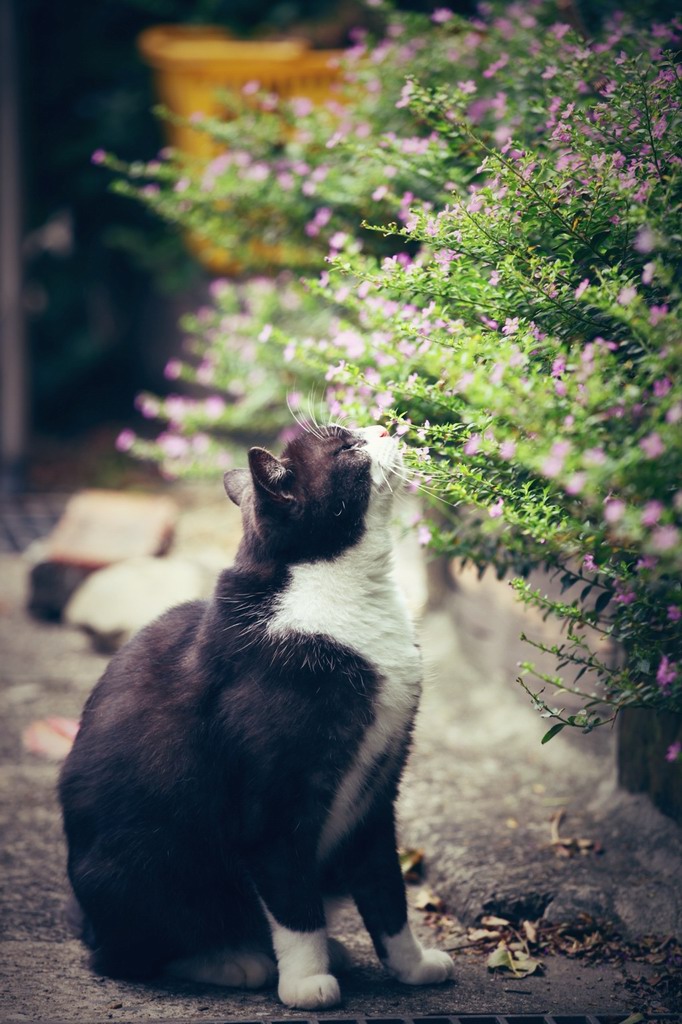 猴垌猫村的猫