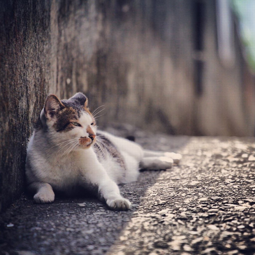 猫村的猫……太会享受了