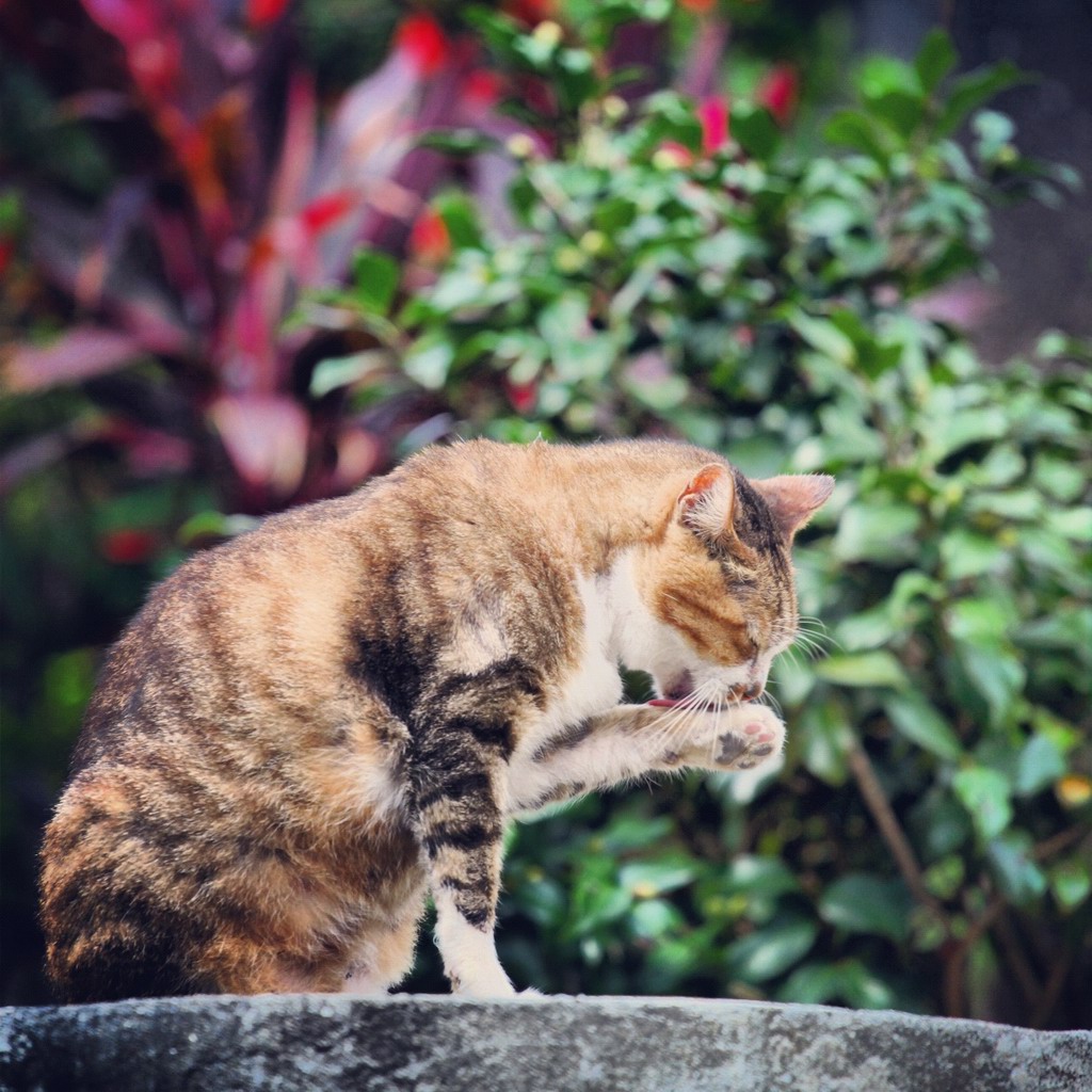 继续是猫村的猫