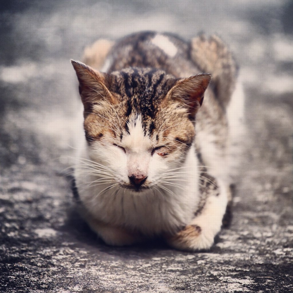 这里的猫实在太幸福了