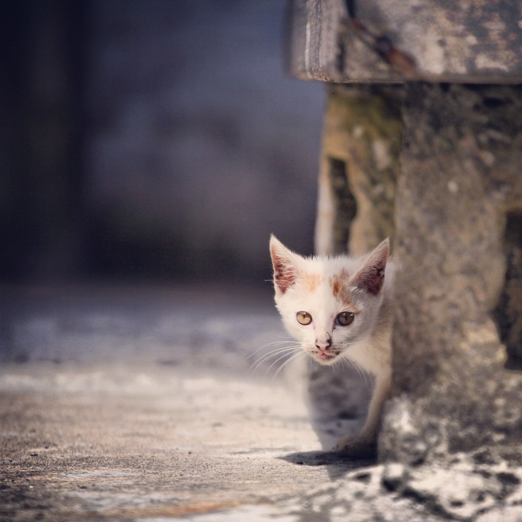 四处都可见到猫猫