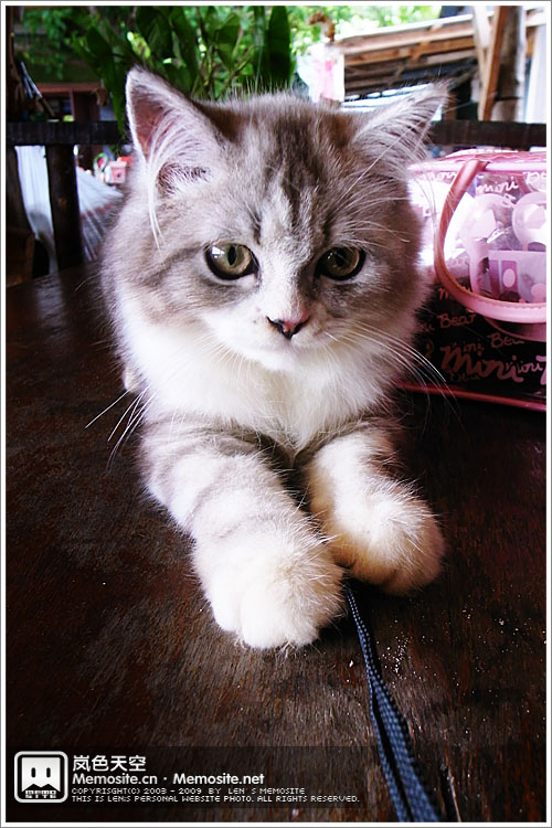 小猫还真乖,望着镜头不动,还望着我相机挂绳在玩,真想拿回家~哈哈