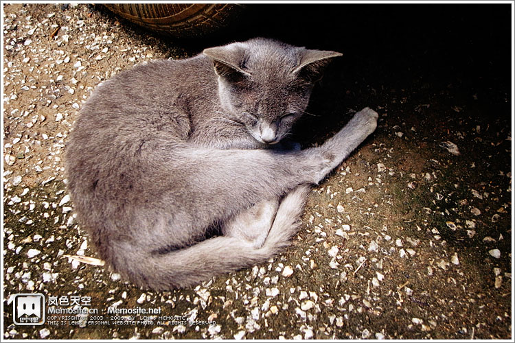 给我发现了一只本地土猫