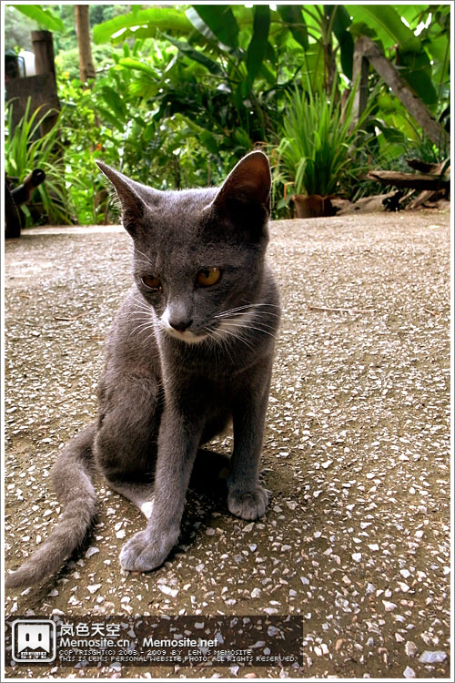 还真没想到这土猫超级粘人