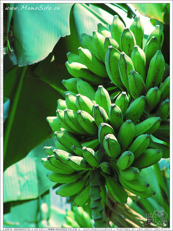 这是在村口的蕉林，因为它们的吸引，让我走了一趟死胡同