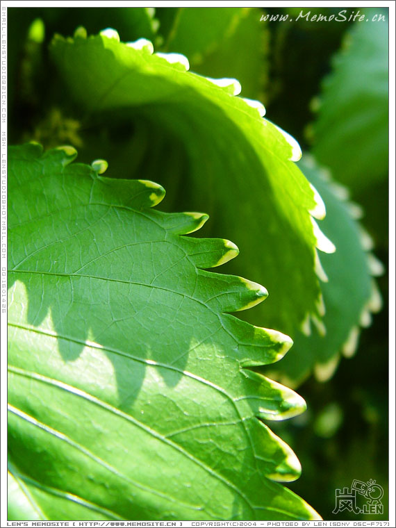 沐浴在阳光下的新绿