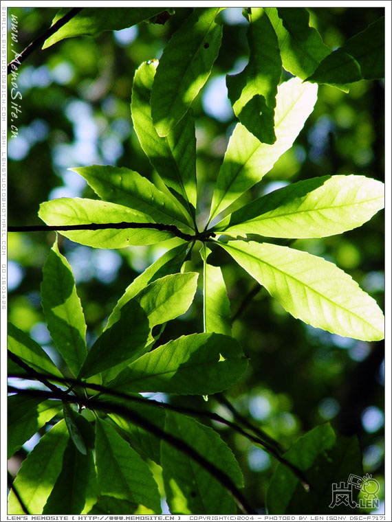 0522 wfs leaf 5
