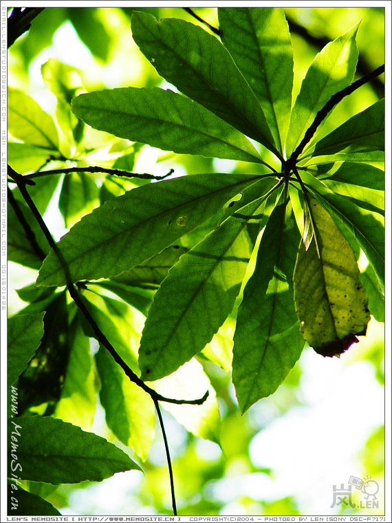 0522 wfs leaf 8
