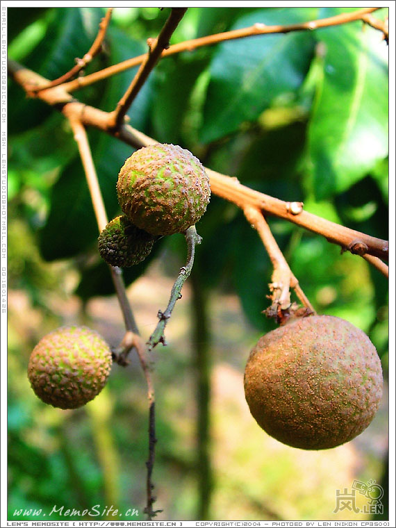 再来一个，满意啦？