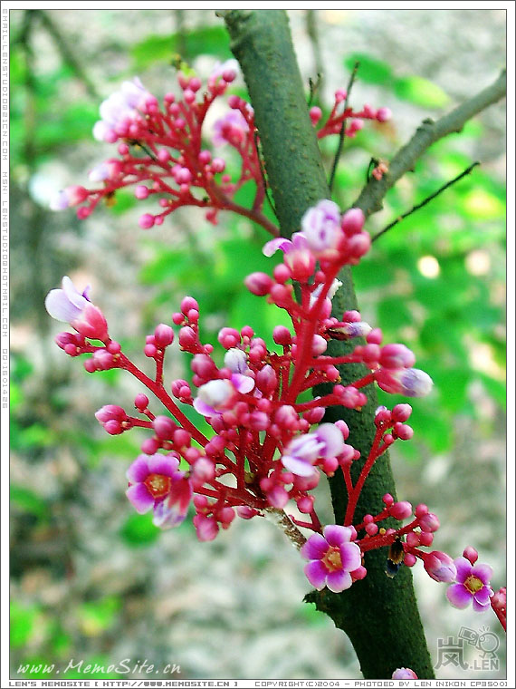 这花不错吧？什么花？杨桃花…………汗（还是离不开杨桃）