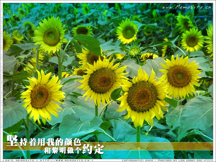 坚持着用我的颜色，和黎明做个约定