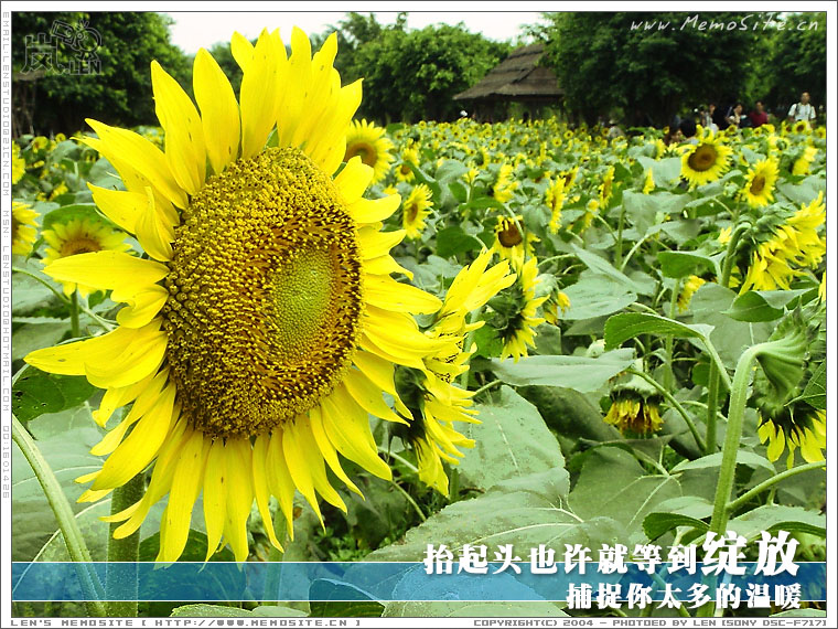 抬起头也许就等到绽放，捕捉你太多的温暖