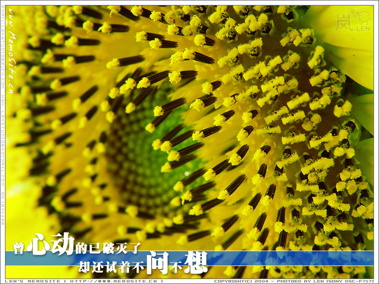 曾心动的已破灭了，却还试着不问不想