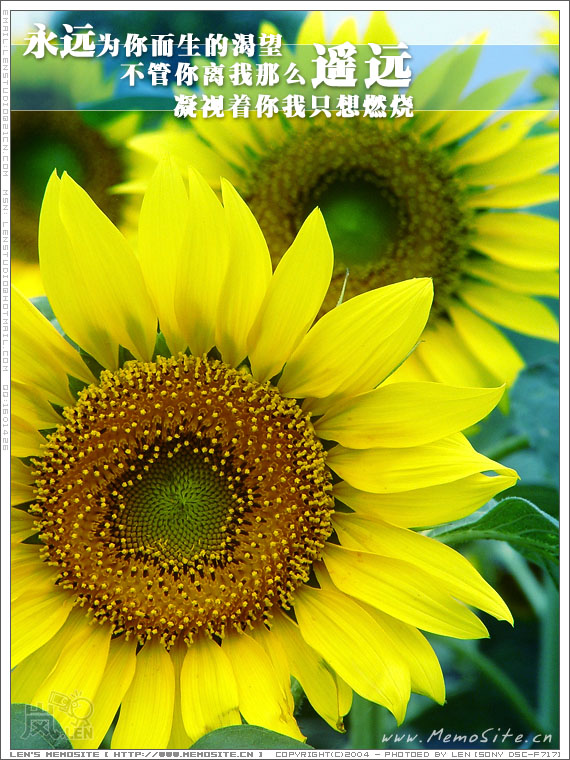 永远为你而生的渴望，不管你离我那么遥远，凝视着你我只想燃烧