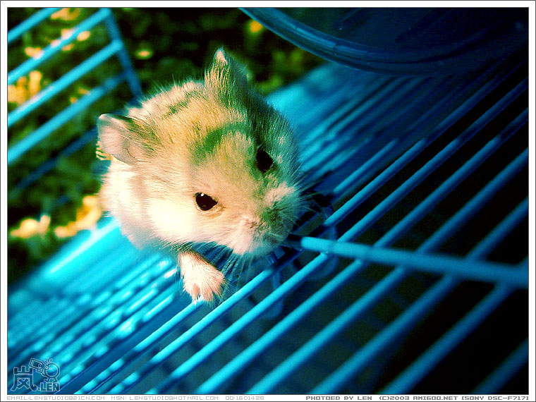 屋企养了两只仓鼠