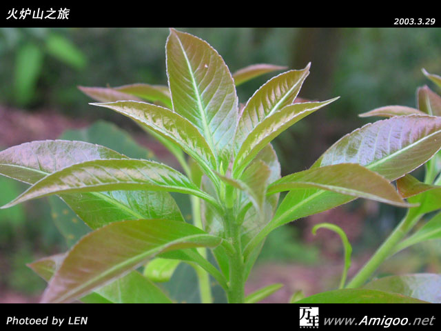 路边的景色特好，忍不住来了张微距～～