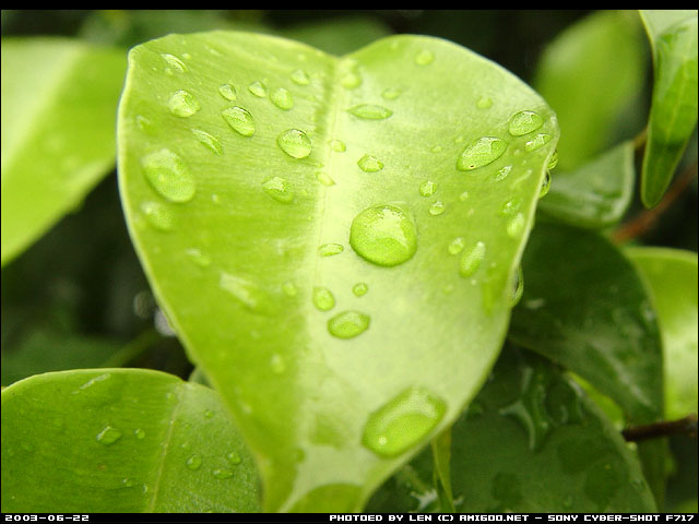 大自然的弱肉强食，看来蝴蝶是当不成了。